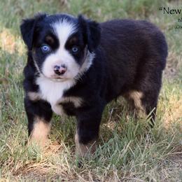 New Holland - Black tri male Miniature Australian Shepherd puppy in Evant, Texas from Lazy VT Bar Ranch