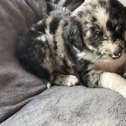 Aussiedoodle Puppies from Vali Girl Aussiedoodles