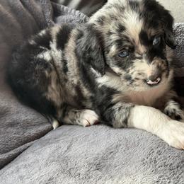 Aussiedoodle Puppies from Vali Girl Aussiedoodles