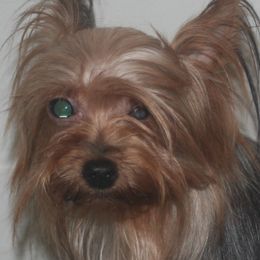 Maltese, Morkies, Poodles, and Yorkshire Terriers from YorkiesPawsLife