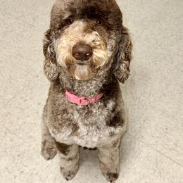 Skye - Goldendoodle