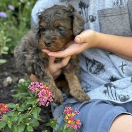 Bernedoodle, Cavapoo, Goldendoodle, and Poodle Puppies from Gypsi Doodles & Poodles