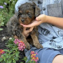 Bernedoodle, Cavapoo, Goldendoodle, and Poodle Puppies from Gypsi Doodles & Poodles