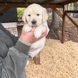 Female 4 - Light golden female Golden Retriever puppy in Rainier, Washington from Hanson’s NW Goldens & Doodles