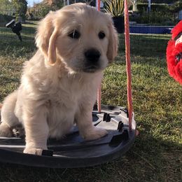 Golden Retriever Puppies from Lakeside Golden Retrievers