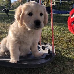 Golden Retriever Puppies from Lakeside Golden Retrievers