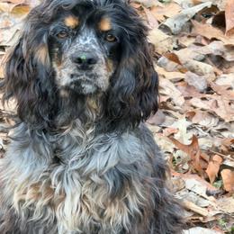 Virginia - Cocker Spaniel