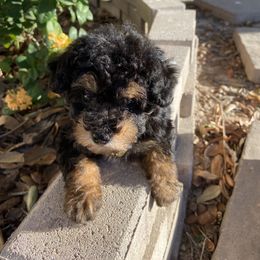 Poodle Puppies from Honey Valley Poodles