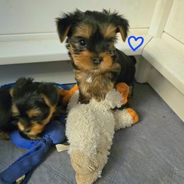 Yorkshire Terrier Puppies from Kathryn's Yorkies