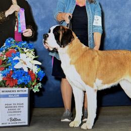 Saint Bernards from St Peter’s Gate Pups