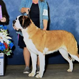 Saint Bernards from St Peter’s Gate Pups