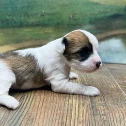 Dolly's Tri Colored Girl - Black white and tan female Chinese Crested puppy in Lexington, Michigan from Affinity