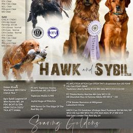 Lyle - Golden male Golden Retriever puppy in Salt Lake City, Utah from Soaring golden retrievers