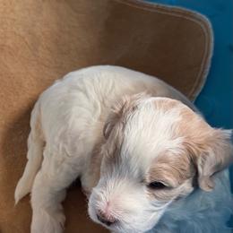Betsy - Parti female Springerdoodle puppy in Murrells Inlet, South Carolina from SpringerDoodles at the Beach