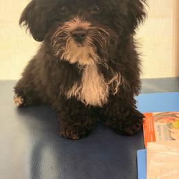 Oreo - Parti male Yorkipoo puppy in Cooper City, Florida from Jenny La Bone