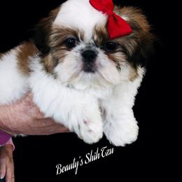 Tiny Kelsea - Red and white female Shih Tzu puppy in Manteca, California from Beauty's Shih Tzu (California)