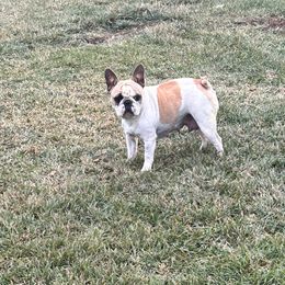 Bella - French Bulldog