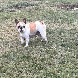 Bella - French Bulldog