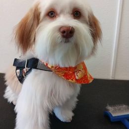 Havanese Puppies from Dean Supreme