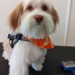Havanese Puppies from Dean Supreme