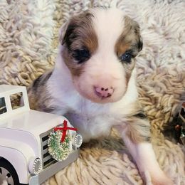 Ember - Blue merle female Border Collie puppy in Morgan, Texas from Shooting Star Ranch
