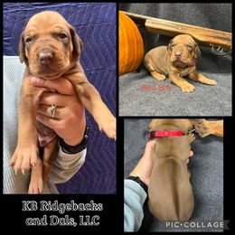 Red Boy - Wheaten brn nose male Rhodesian Ridgeback puppy in Colome, South Dakota from KB Ridgebacks and Dals, LLC
