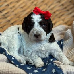 Purple - Parti female Goldendoodle puppy in Hesperia, Michigan from Red Acres Poodles & Doodles