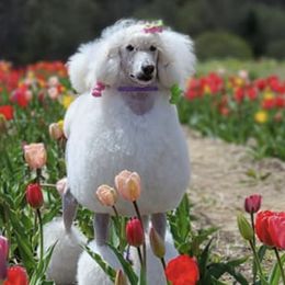Poodles from Kaitlynn's Poodle Pups