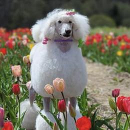 Poodles from Kaitlynn's Poodle Pups