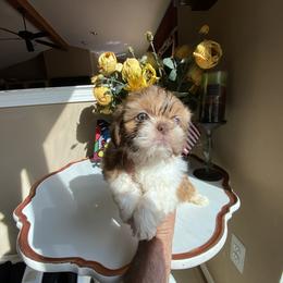 Girl 2 Luna - Liver and white female Shih Tzu puppy in Troy, Michigan from "Shihtzu Best Friend"