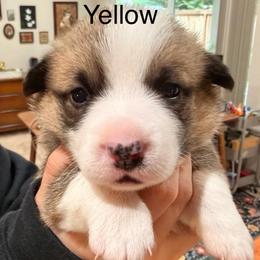 Nala - Yellow girl - Red female Pembroke Welsh Corgi puppy in Woodinville, Washington from Heatherland Corgis