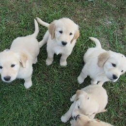 Golden Retriever Puppies from Kaczara Farm Goldens