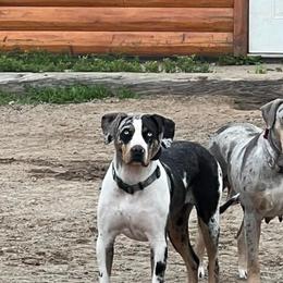 Catahoula Leopard Dog puppies from North Country Catahoulas