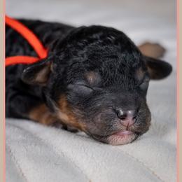 Bates - Black and tan male Cockapoo puppy in Connersville, Indiana from Deaz Doodle Ranch