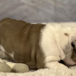 Bulldog Puppies from Sweet Rolls