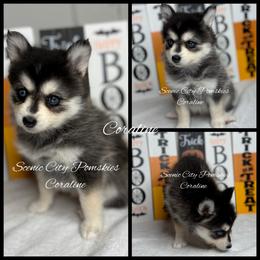 Coraline - Black and white female Pomsky puppy in Rossville, Georgia from Scenic City Pomskies