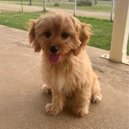 Basil - Red male Cavapoo puppy in Springtown, Texas from North Texas Puppies