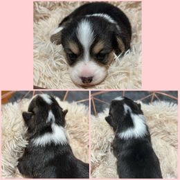 AKC PWC - DM & EIC Clear - Tri Girl 3 - Pembroke Welsh Corgi puppy from 4A Corgis