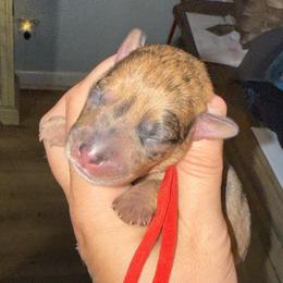 Red collar - Merle male Schnoodle puppy in Winchester, Tennessee from Mahaffey’s Doodles