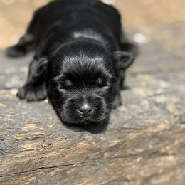 Midnight - Black male Havapoo puppy in Bowling Green, Kentucky from Denise Clark