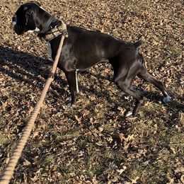 Boxer All Grown Up from Rorschach Boxers