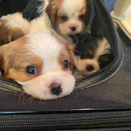 Cavalier King Charles Spaniel Puppies from CK Cavaliers