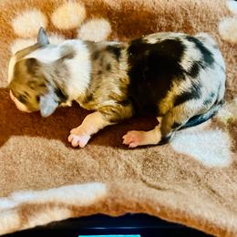 Tank - Blue merle male Miniature Australian Shepherd puppy in Wauchula, Florida from Sun & Moon Aussies