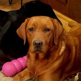 Ginger - Labrador Retriever