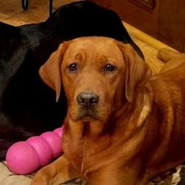 Ginger - Labrador Retriever