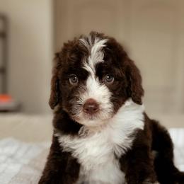 Udon - Brown and white male Bernedoodle puppy in Maricopa, Arizona from Desert Ridge Doodles