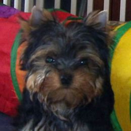 Male - Blue and gold male Yorkshire Terrier puppy in Baraga, Michigan from Ojibwa Yorkies