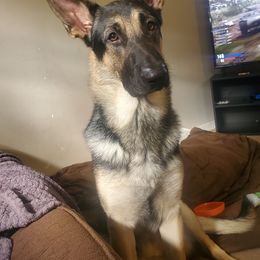 German Shepherd Puppies from Sandy’s Shepherds