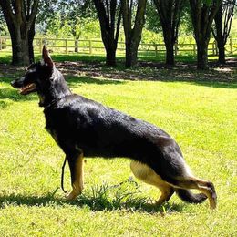 Trina - German Shepherd