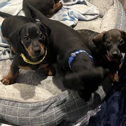Dachshund Puppies from Honey Bee Dachshunds